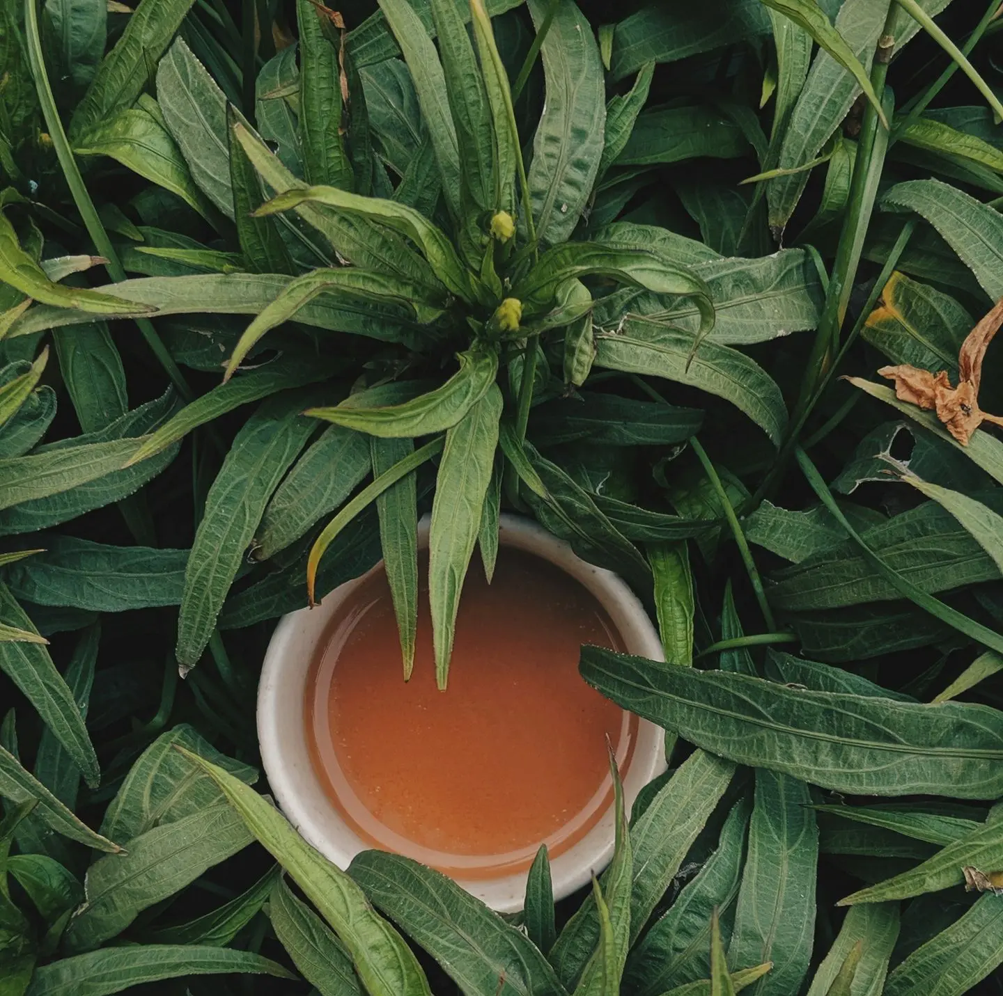 filled white bowl surrounded by snake plants